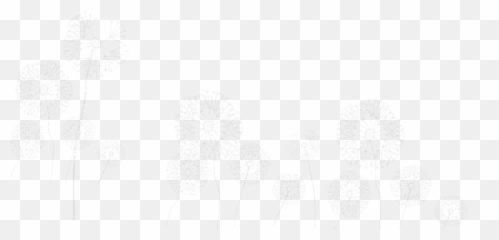 Freetoedit A Group Of Dandelions Png Transparentbackgro - Sketch,Dandelions Png