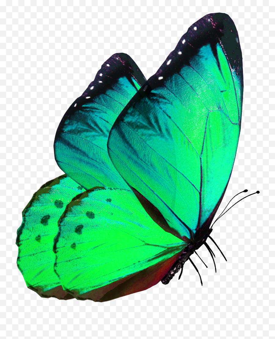 Green Butterfly - Purple Butterfly Png,Real Butterfly Png
