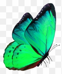 Green Butterfly - Purple Png