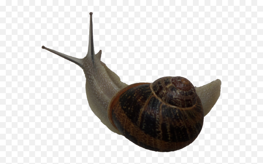 Snail Free Png Image - Gastropods,Snail Png
