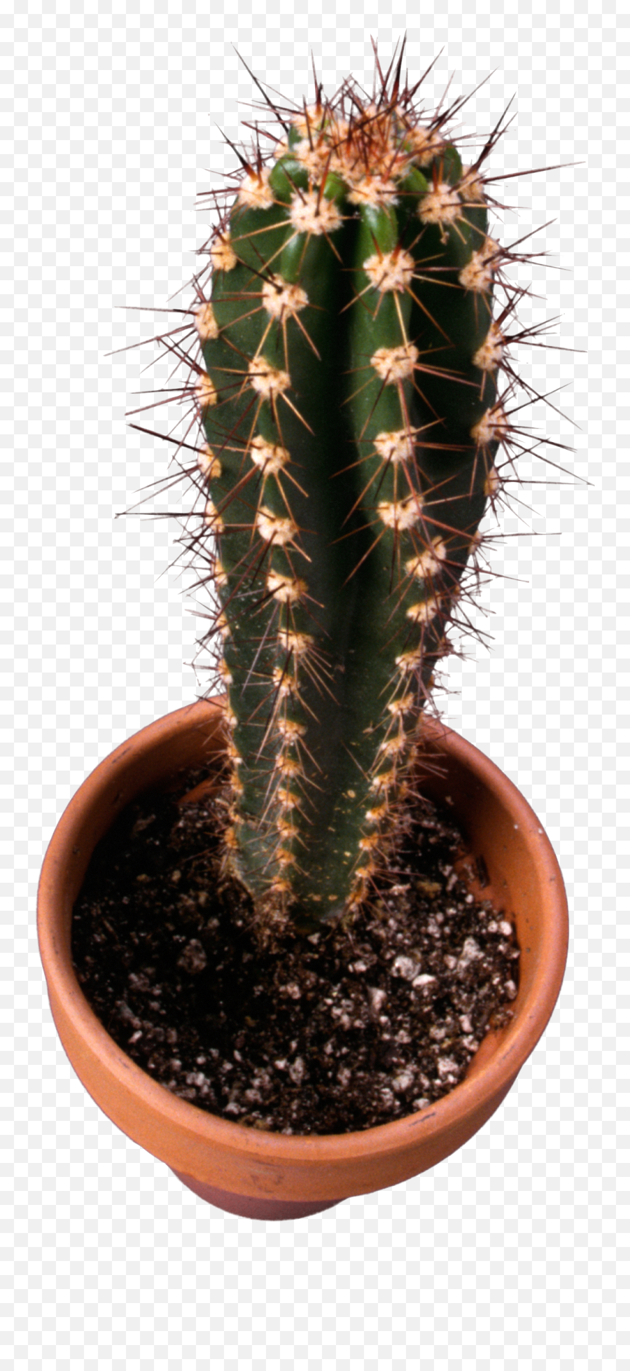Download Classic Cactus Topview Png Plant Top View