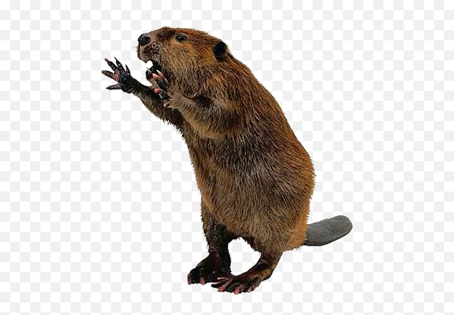 Beaver Png - Beaver Png,Beaver Png