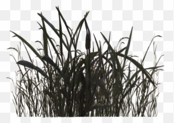 Png Swamp Grass 01 - Swamp Grass Png,Swamp Png