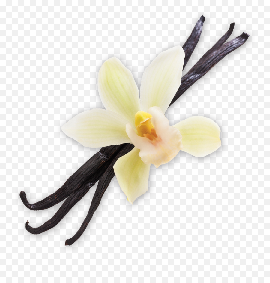 Collection Scent - Vanilla Bean Woodwright Quality Wood Vanilla Png,Vanilla Bean Png