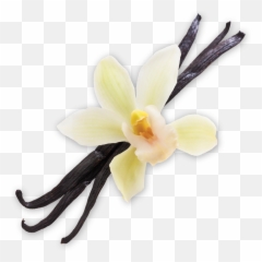 Collection Scent - Vanilla Bean Woodwright Quality Wood Vanilla Png,Vanilla Bean Png