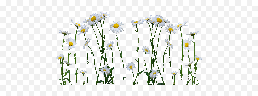 Index Of - Daisy With Stem Transparent Png,Daisies Png