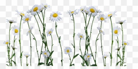 Index Of - Daisy With Stem Transparent Png,Daisies Png
