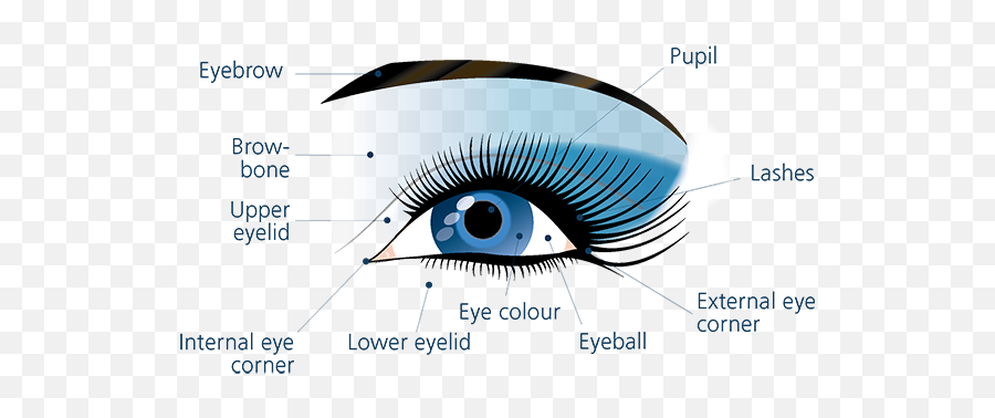 Eye Transparent Png Image - Eyelash Extensions,Eyelid Png