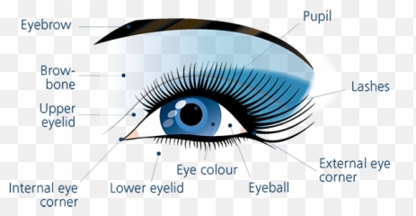 Eye Transparent Png Image - Eyelash Extensions,Eyelid Png