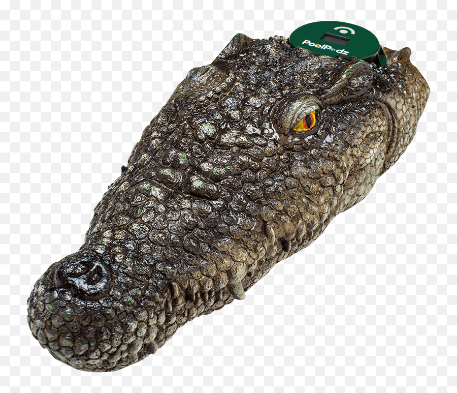 Download Transparent Alligator Head Png - Alligator Pool Thermometer,Alligator Transparent