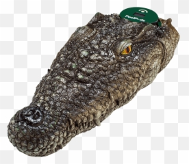 Download Transparent Alligator Head Png - Alligator Pool Thermometer,Alligator Transparent