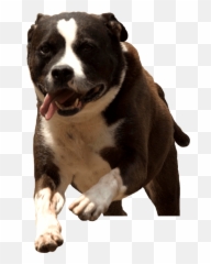 Large Dog Rescue In Bradenton Fl Forget - Menot Inc Collar Png,Dog Running Png