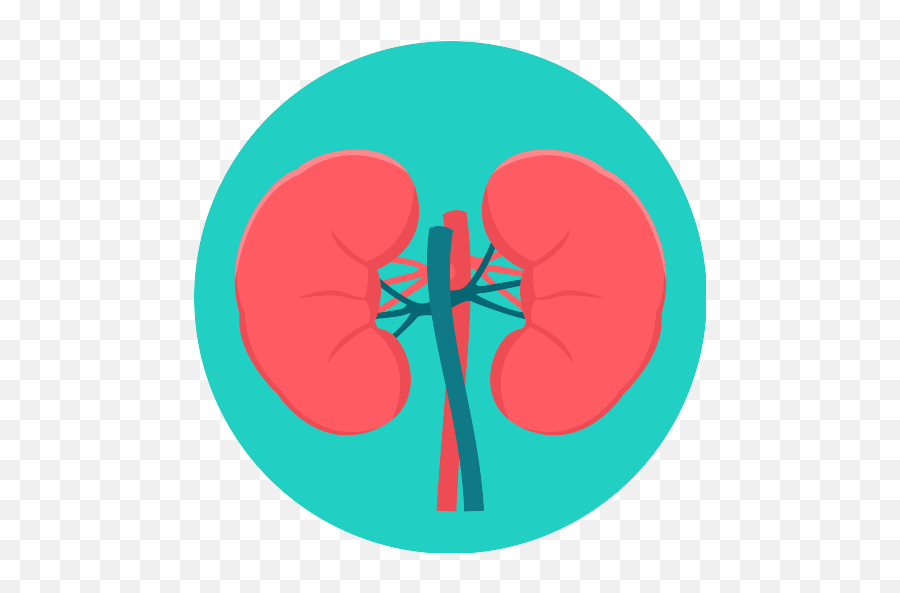 Kidneys Kidney Png Icon - Kidney Png,Kidney Png