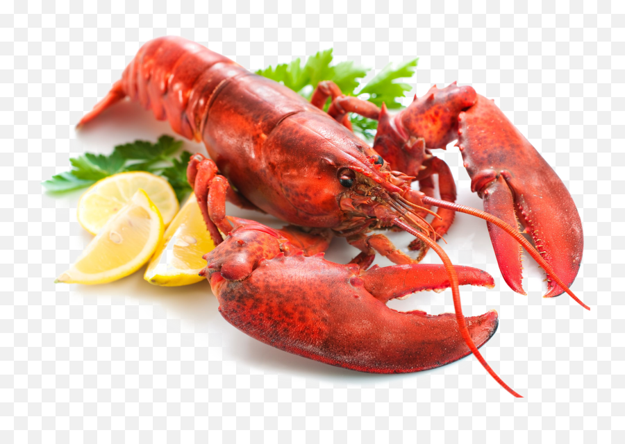Lobster Transparent Png - Imagenes De Langostas De Mar,Lobster Png