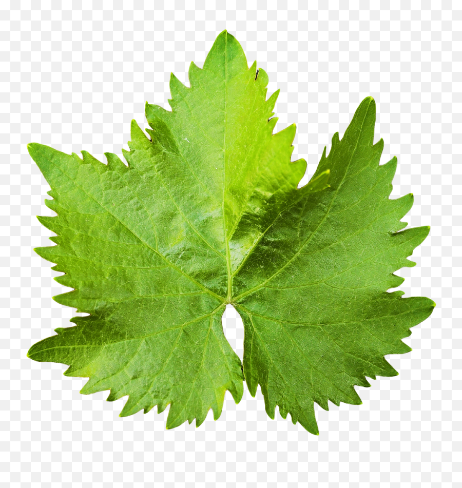 Download Grape Vine Leaf Png Image For Free - Grape Leaf Png,Leaf Transparent Background