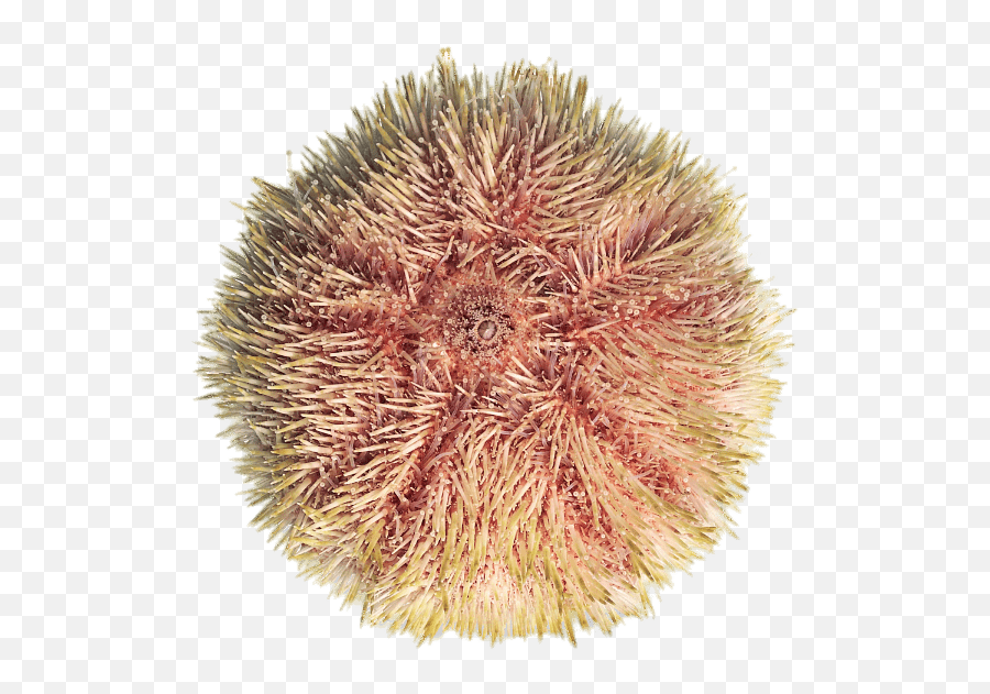 Colourful Sea Urchin Transparent Png - Ourssin Png,Sea Urchin Png