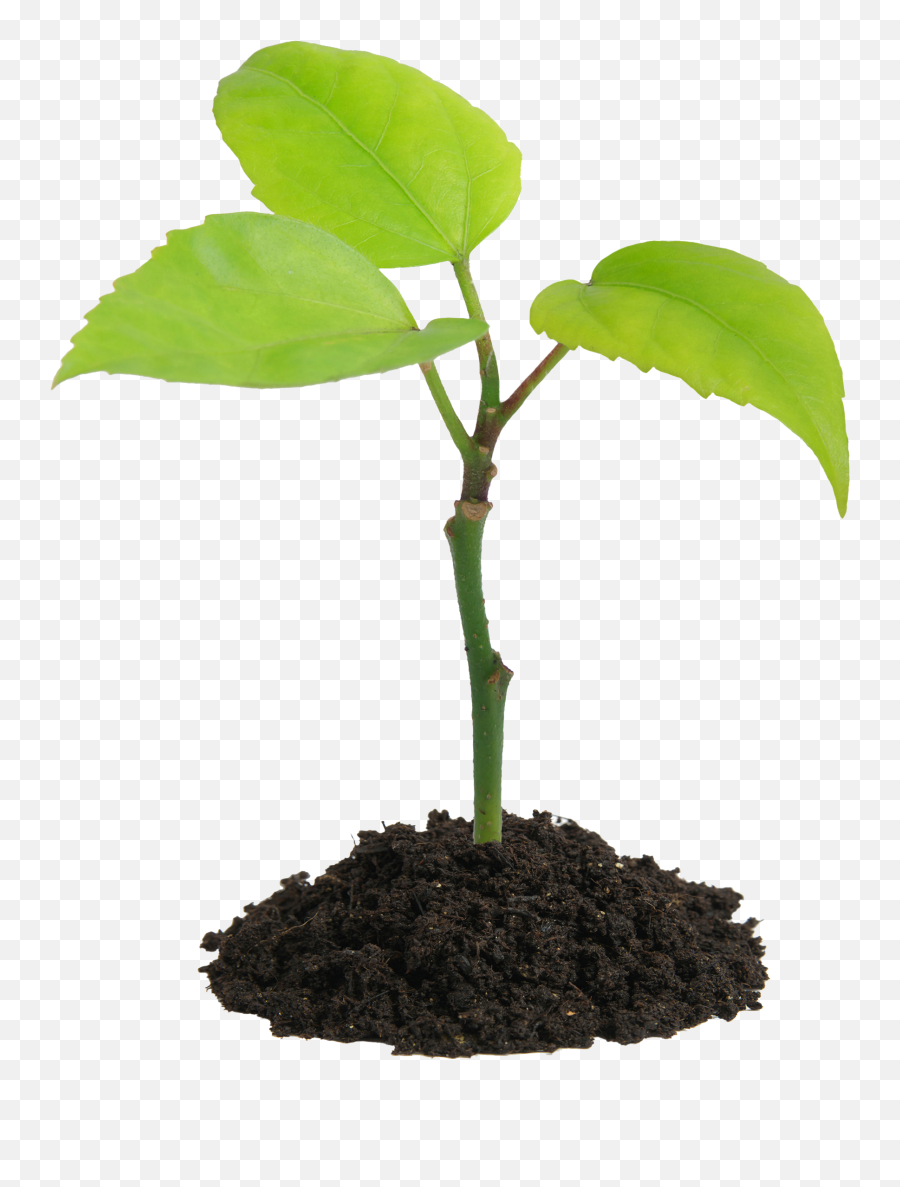 Dirt Png Images Free Transparent Soil