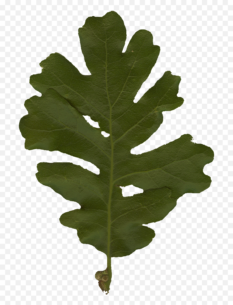 Leaf Classification - Google Drawings Oregon White Oak Png,Oak Leaf Png