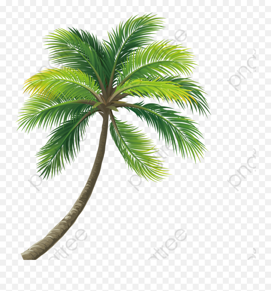 Coconut Tree Clipart Real - Coconut Tree Png Transparent Png Transparent Coconut Tree Png,Palm Trees Png