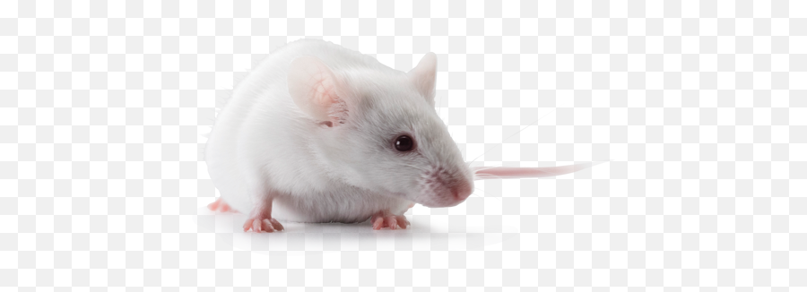 Icr - Cd1 Mouse Png,Mouse Rodent Icon