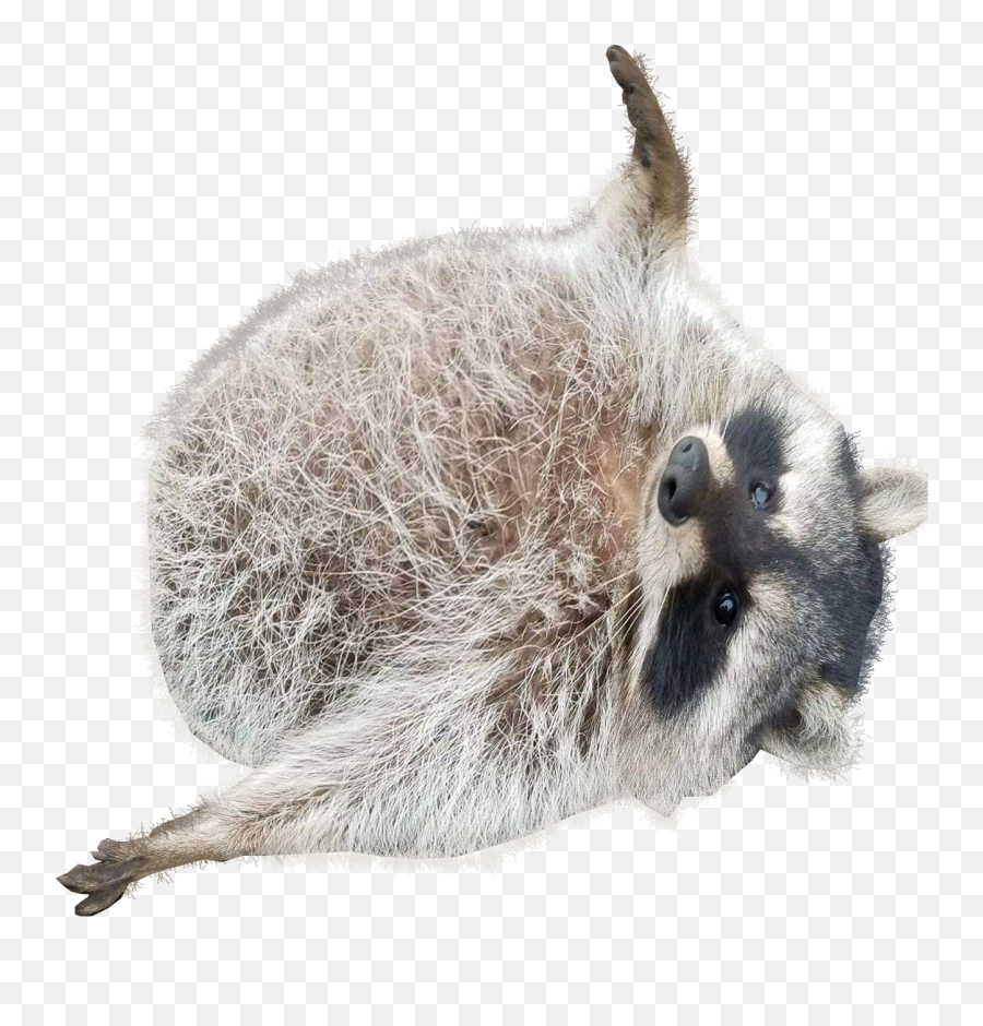 Others - Chonky Koala Png,Rocket Racoon Icon