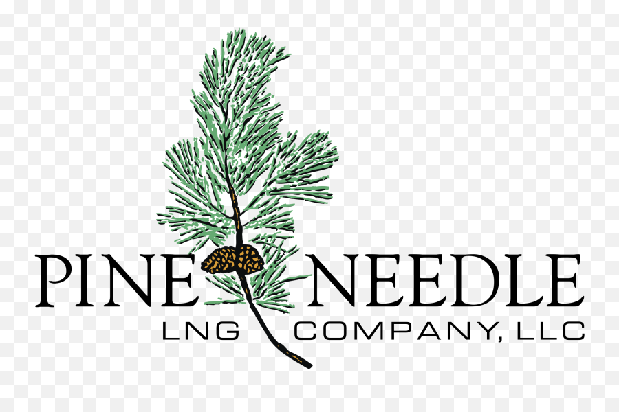 Pine Needle Logo Png Transparent Svg - Temple University,Pine Tree Logo