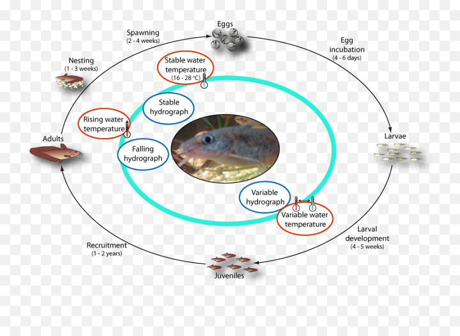 Life Cycle Of Eel - Life Cycle Of A Catfish Png,Catfish Png