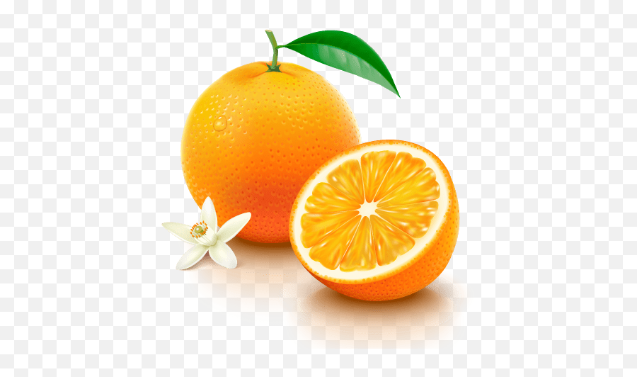 Navel Oranges - Orange Vitamin C Png,Orange Fruit Png