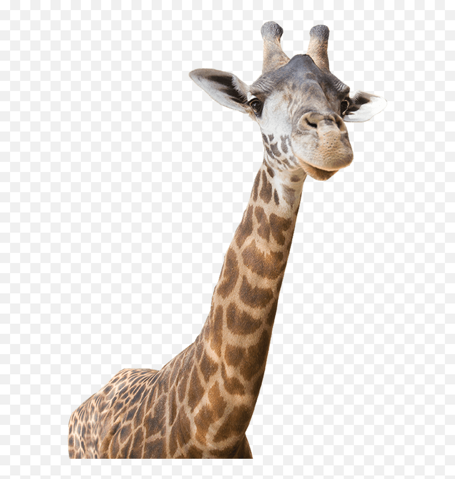 Download Freeuse Giraffe - Real Zoo Animals Png,Giraffe Transparent Background