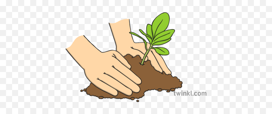 Hands Planting A Tree Illustration - Twinkl Hands Planting Tree Art Png,Tree Illustration Png