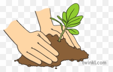 Hands Planting Tree Illustration - Twinkl Art png
