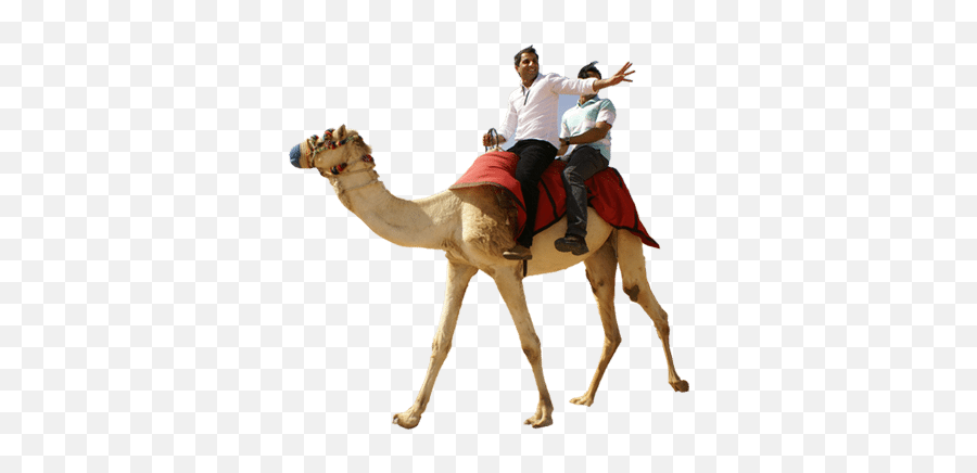 Camel Ride Casela Mauritius Taxi - Camels Png,Camel Png