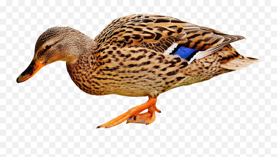 Walking Duck Transparent Png Stock Photo Free 20 - Free Duck,Duck Transparent