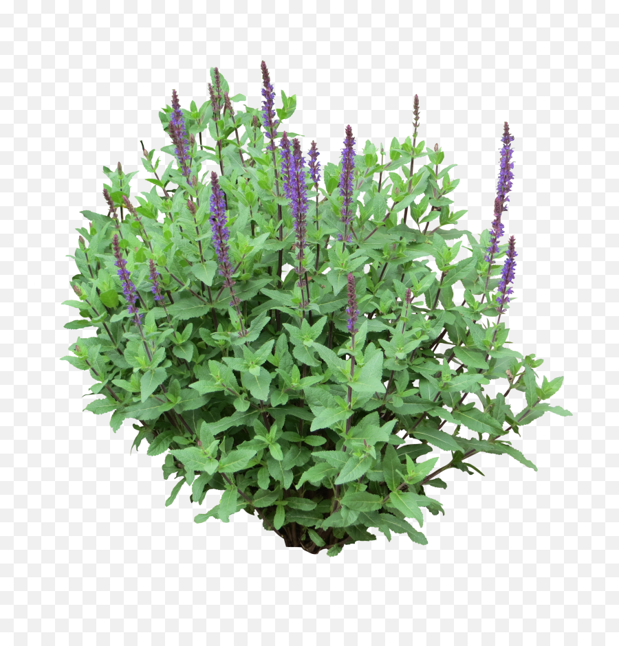 Flower Plants Png Clip Royalty Free - Purple Bush Png,Flower Bushes Png