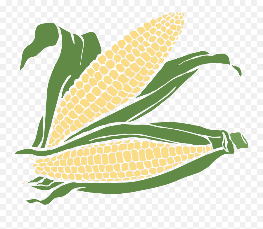 Drawing Of Corn Cobs With Leaves Free Image - Transparent Background Corn Clipart Png,Corn Cob Png