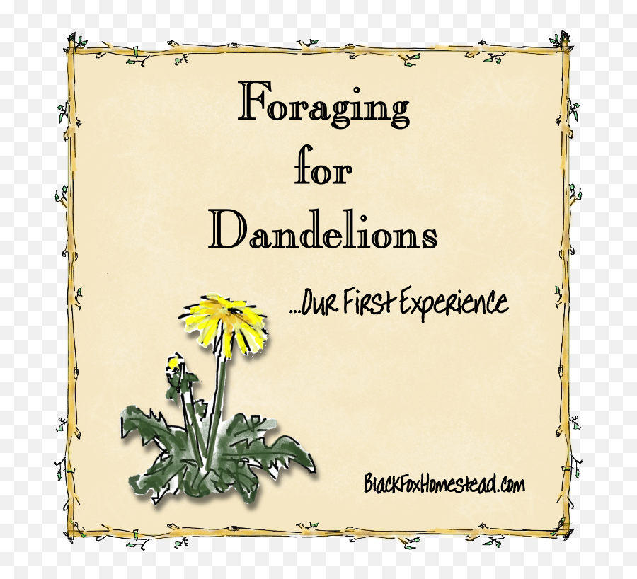 Dandelions Png - Foraging For Dandelions Daisy 1293387 Daisy,Dandelions Png