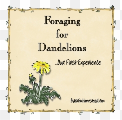 Dandelions Png - Foraging For Dandelions Daisy 1293387 Daisy,Dandelions Png