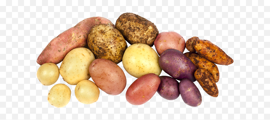 Potatoes In The Agriculture System - Different Types Of Potatoes Png,Potatoes Png