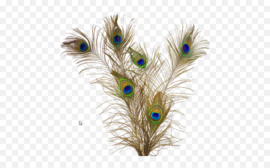 Peacock Feathers Png Crest - Background Mor Pankh Png,Peacock Feathers Png