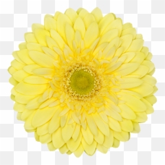 Full Moon - Florist Holland Gerbera Specialist Potted png