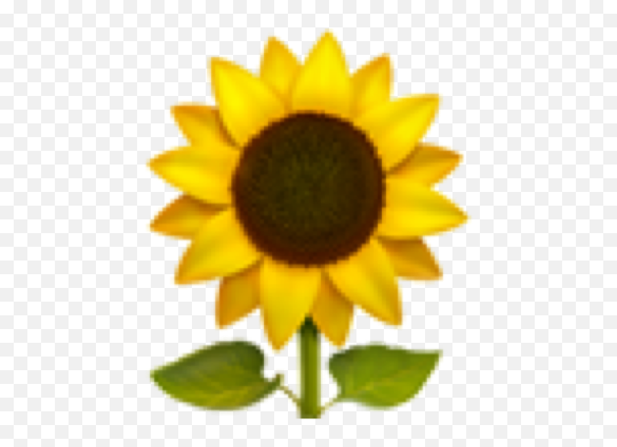 Sunflower Emoji Aesthetic Freetoedit - Emojis Flower Png,Sunflower Emoji Png