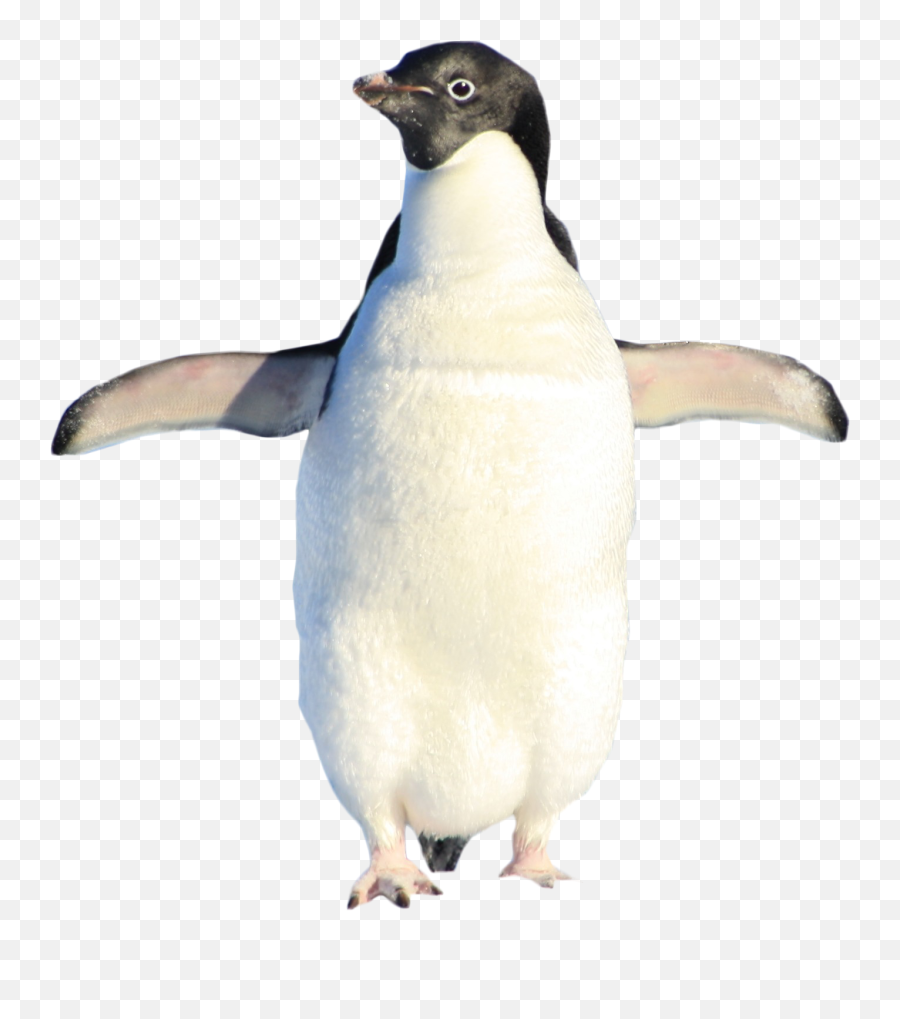 Penguin Png Images Free Download - Penguin,Penguin Transparent