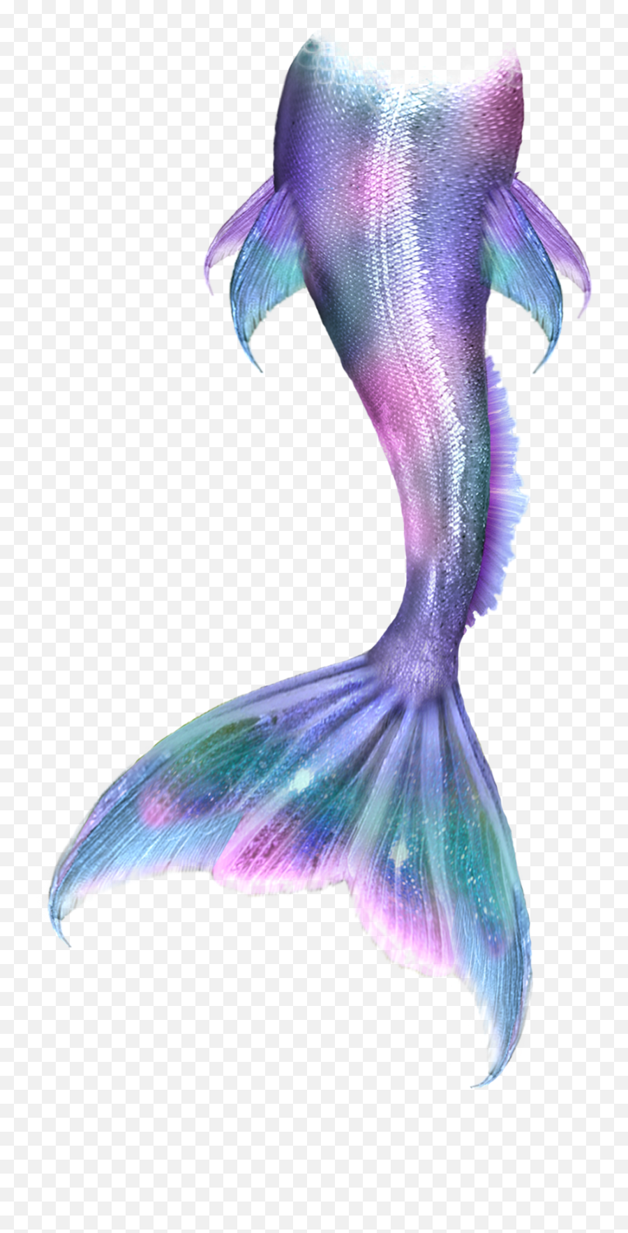 Brooke Coleman - Mermaid Tail Drawing Png,Mermaid Tail Transparent Background