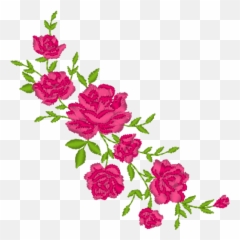 Download Hd Rose Vine Png - Garden Roses