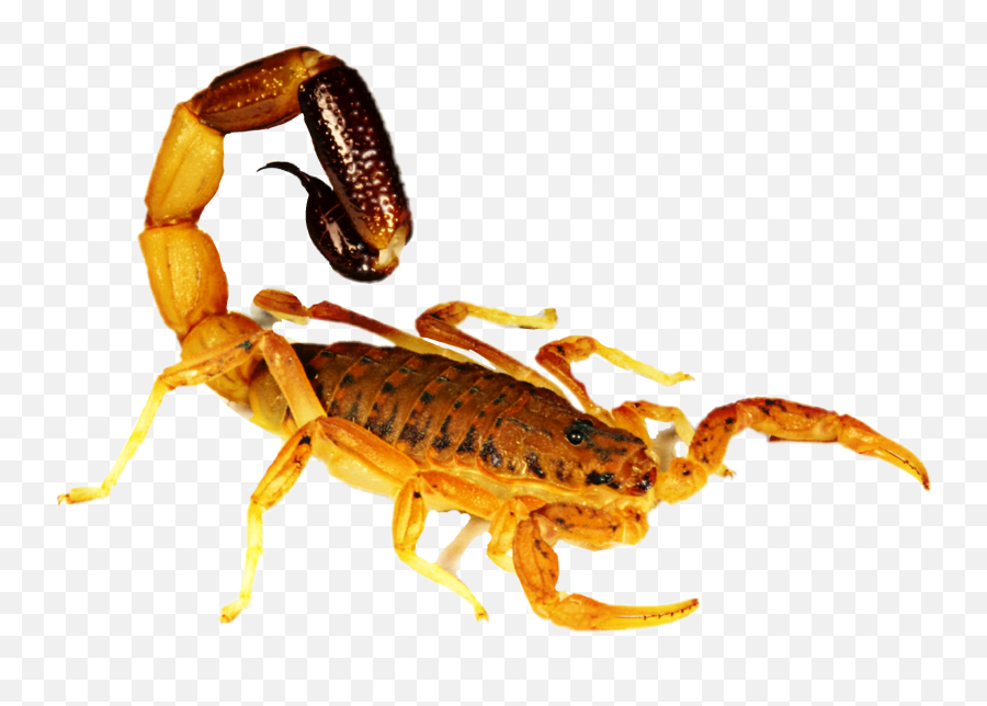 Scorpion Sticker - Scorpion Png,Scorpion Transparent Background