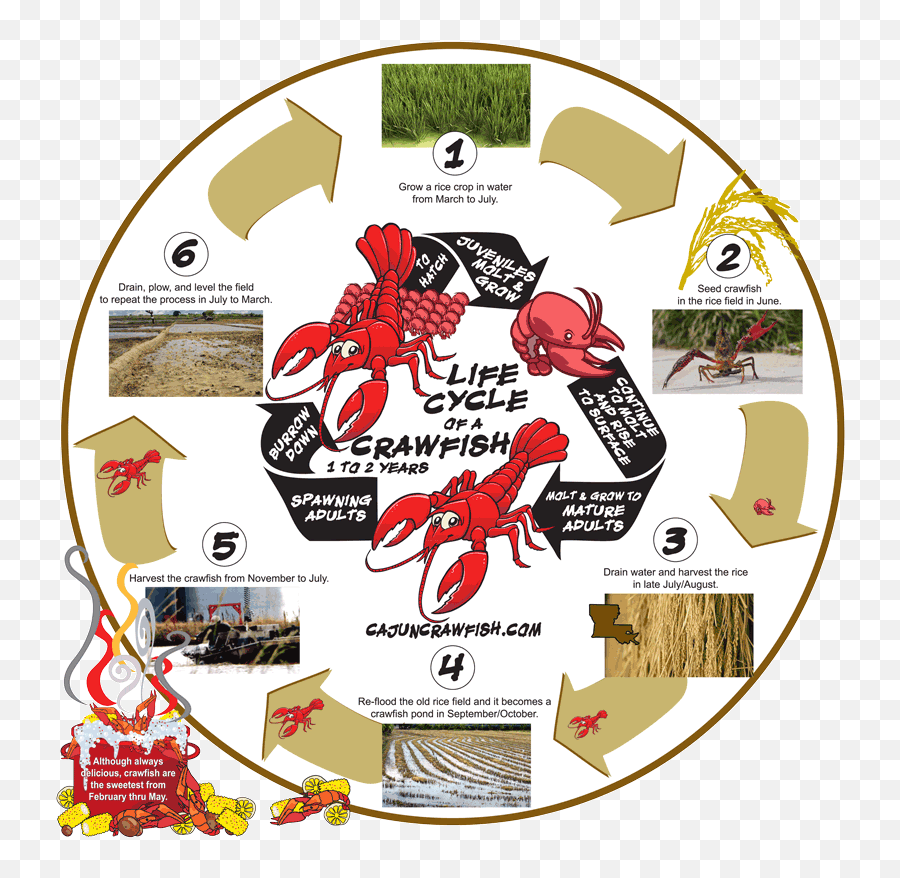 Download Hd Crawfish Life Cycle Graphic - Crawfish Life Draw A Soccer Ball Step Png,Crawfish Png