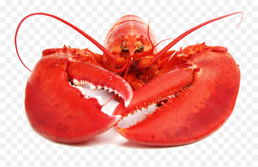 Download Lobster Png Free 291 - Lobster Face,Lobster Png