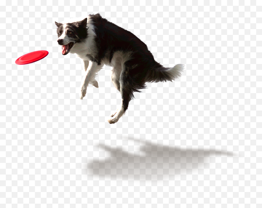 Approved - Smells Like Updog In Here Sorry Png,Frisbee Png