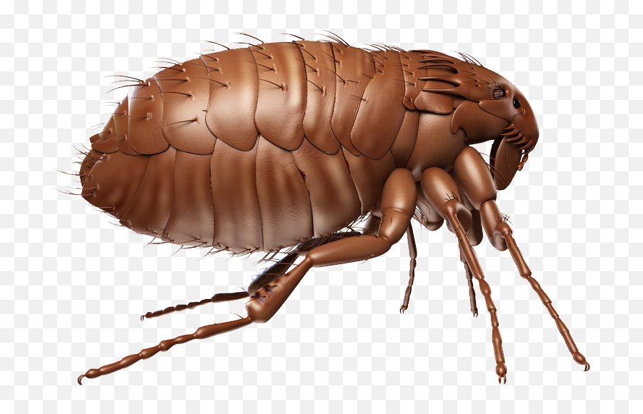 Flea Png - Flea Transparent Background,Flea Png