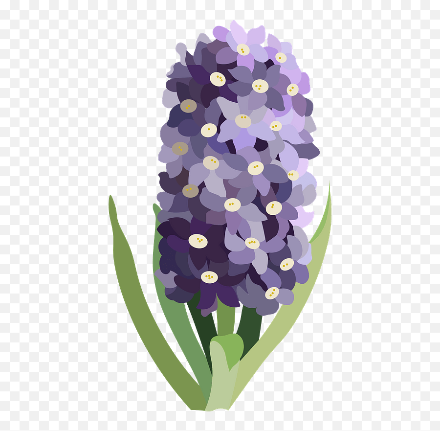 Purple Flower Clipart - Grape Hyacinth Png,Purple Flower Transparent